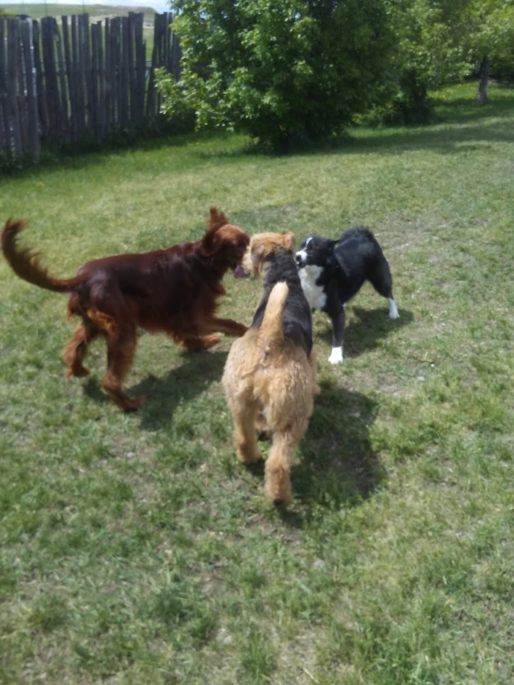 High Tails Pet Resort Inc. | 261178 RR290, Alberta T4A 0P7, Canada | Phone: (403) 226-0036