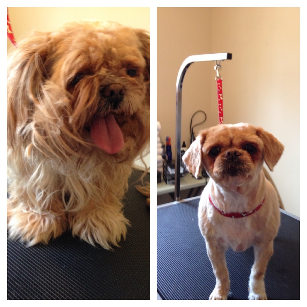 Shear Pawfection Pet Grooming | 9752 County Rd 93, Midland, ON L4R 4L9, Canada | Phone: (705) 717-0105