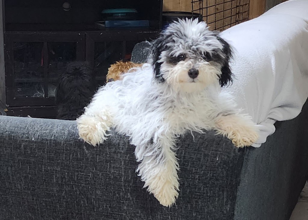 Le paradis du chien s.e.n.c. | 2240 Rang Fontarabie, Sainte-Ursule, QC J0K 3M0, Canada | Phone: (450) 835-7555