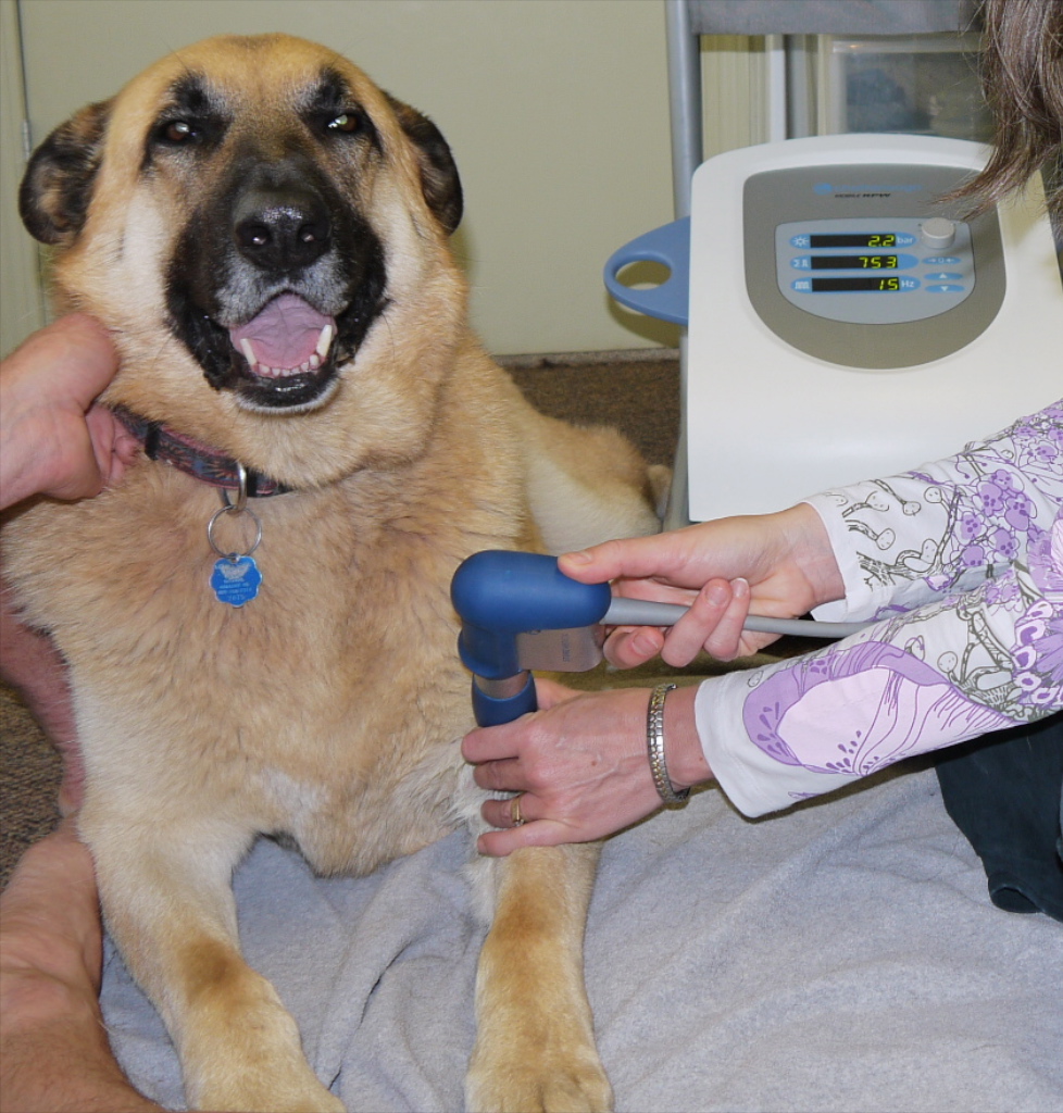 Canine Fitness Centre | 4515 Manhattan Rd SE, Calgary, AB T2G 4B3, Canada | Phone: (403) 204-0823