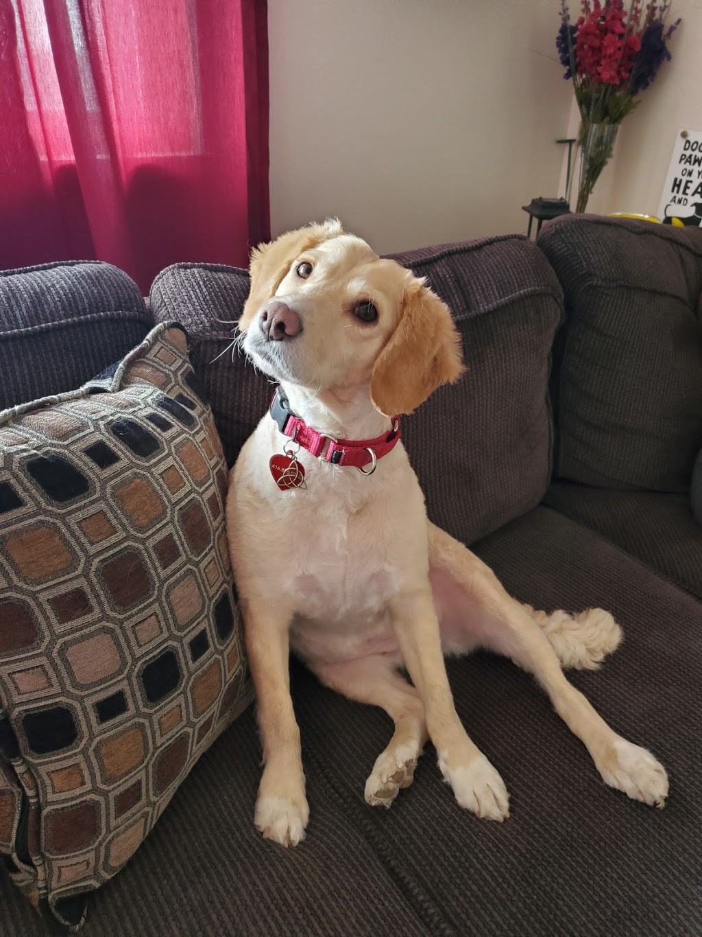 Peace of Mind Dog Grooming | 130 Fifth St. Front Apt, Etobicoke, ON M8V 2Z3, Canada | Phone: (416) 830-2093