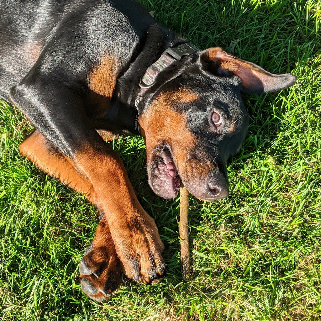Doggy Discovery Zone | 15364 Muirkirk Line, Muirkirk, ON N0L 1X0, Canada | Phone: (519) 777-9004