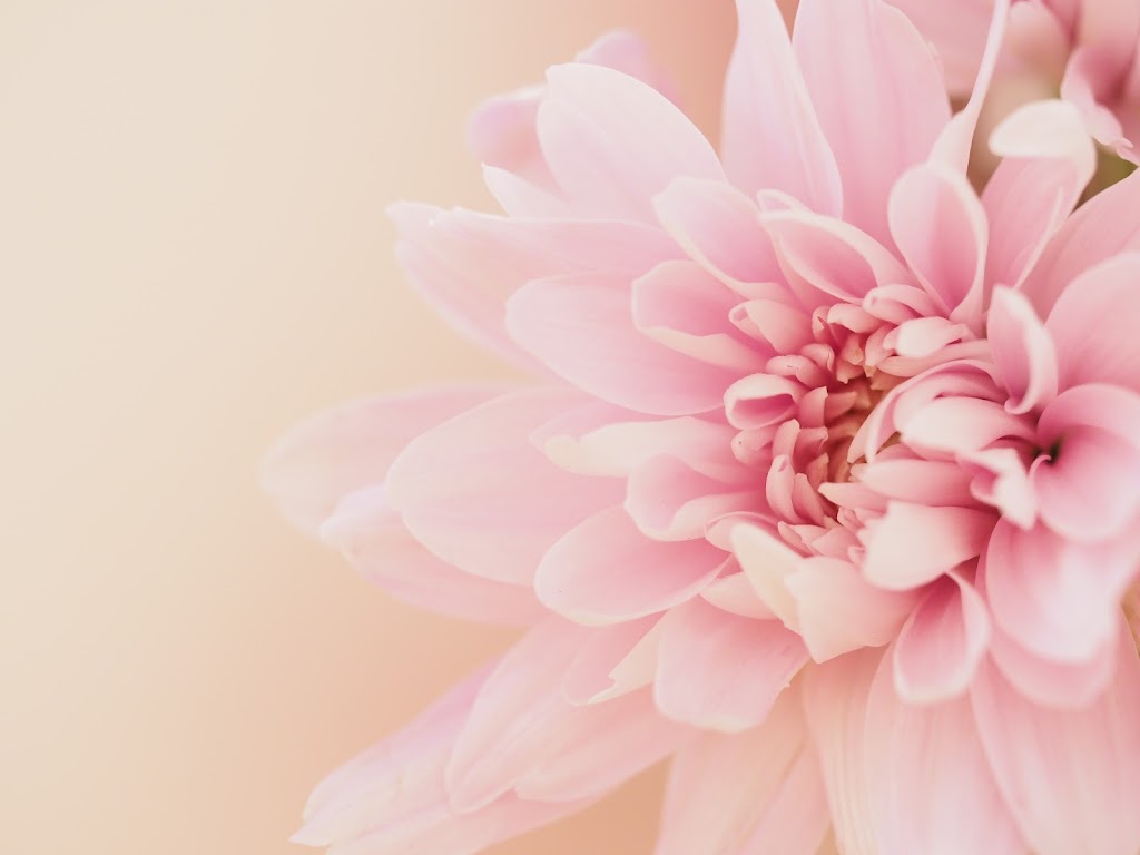 Dahlias Abloom & RC Berry Farm | 2440 Sunshine Coast Hwy, Roberts Creek, BC V0N 2W5, Canada | Phone: (604) 886-7629
