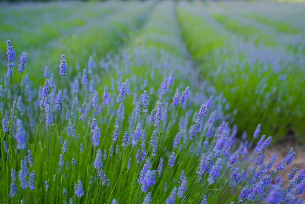 Damali Lavender & Winery | 3500 Telegraph Rd, Cobble Hill, BC V0R 1L4, Canada | Phone: (250) 743-4100