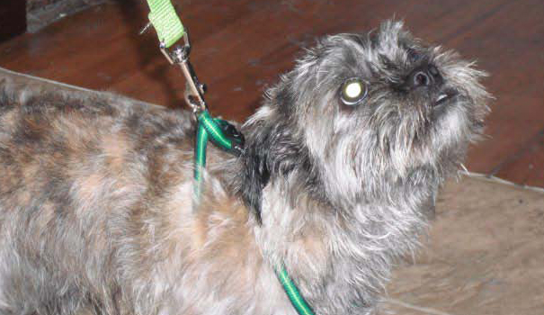 TLC Grooming | 33070 Rd 33E, Mitchell, MB R5G 1P5, Canada | Phone: (204) 371-9009