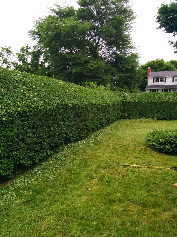 Armdale Lawn Care | 36.5 Dentith Rd, Halifax, NS B3R 1T4, Canada | Phone: (902) 222-5491