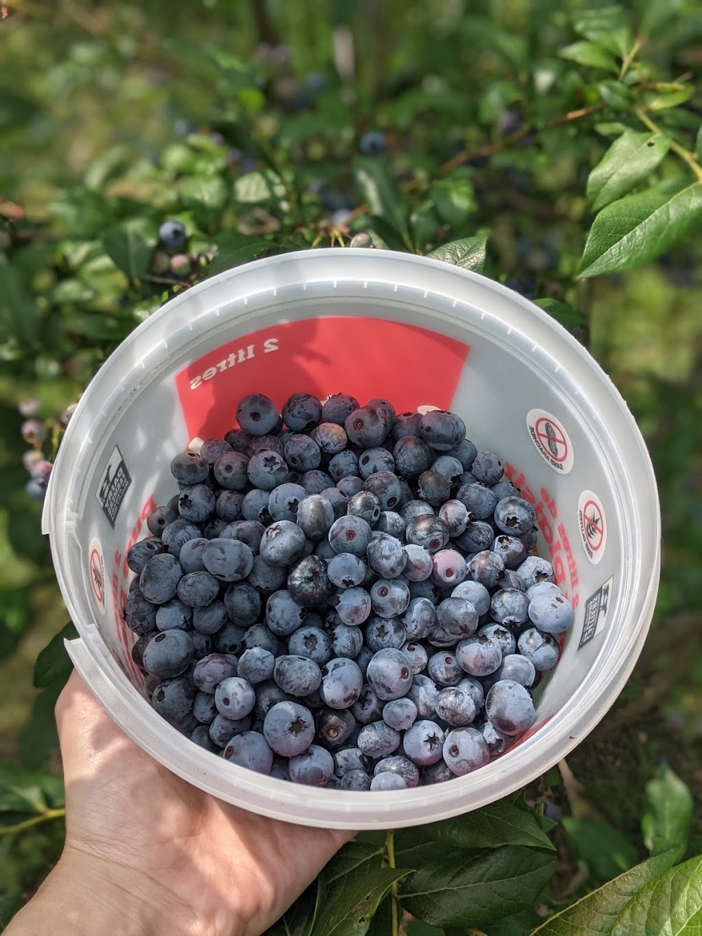 Bleuetiere Edouard VII | 623 Bd Édouard Vii, Saint-Jacques-le-Mineur, QC J0J 1Z0, Canada | Phone: (450) 358-5185