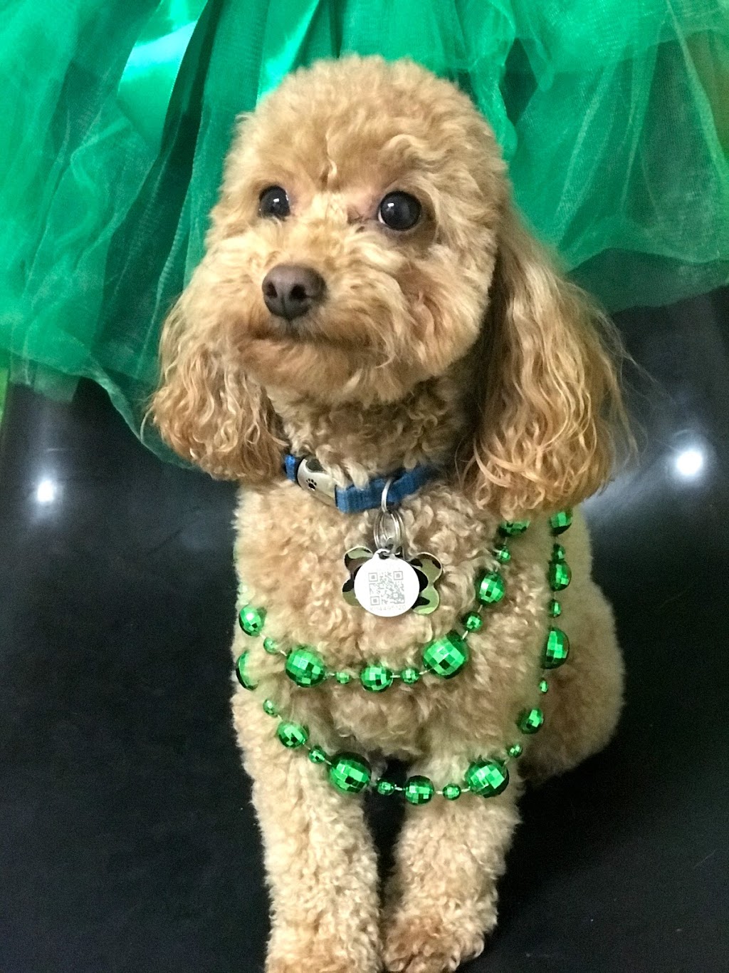 Pup Culture Dog Daycare | 6939 Hastings St Suite 101, Burnaby, BC V5B 1S9, Canada | Phone: (604) 298-7297