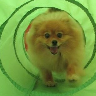 Oshawa Animal Hospital | 670 Taunton Rd W, Oshawa, ON L1L 0N9, Canada | Phone: (905) 728-4644
