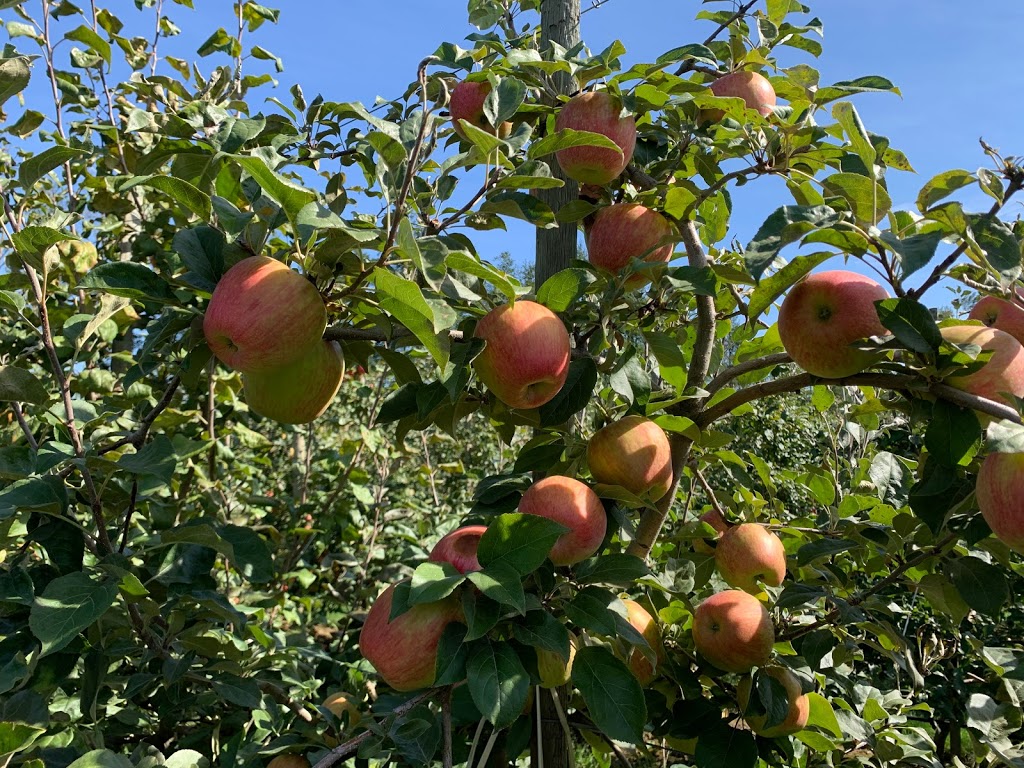 Willow View Farms | 288 McCallum Rd, Abbotsford, BC V2S 8A2, Canada | Phone: (604) 854-8710