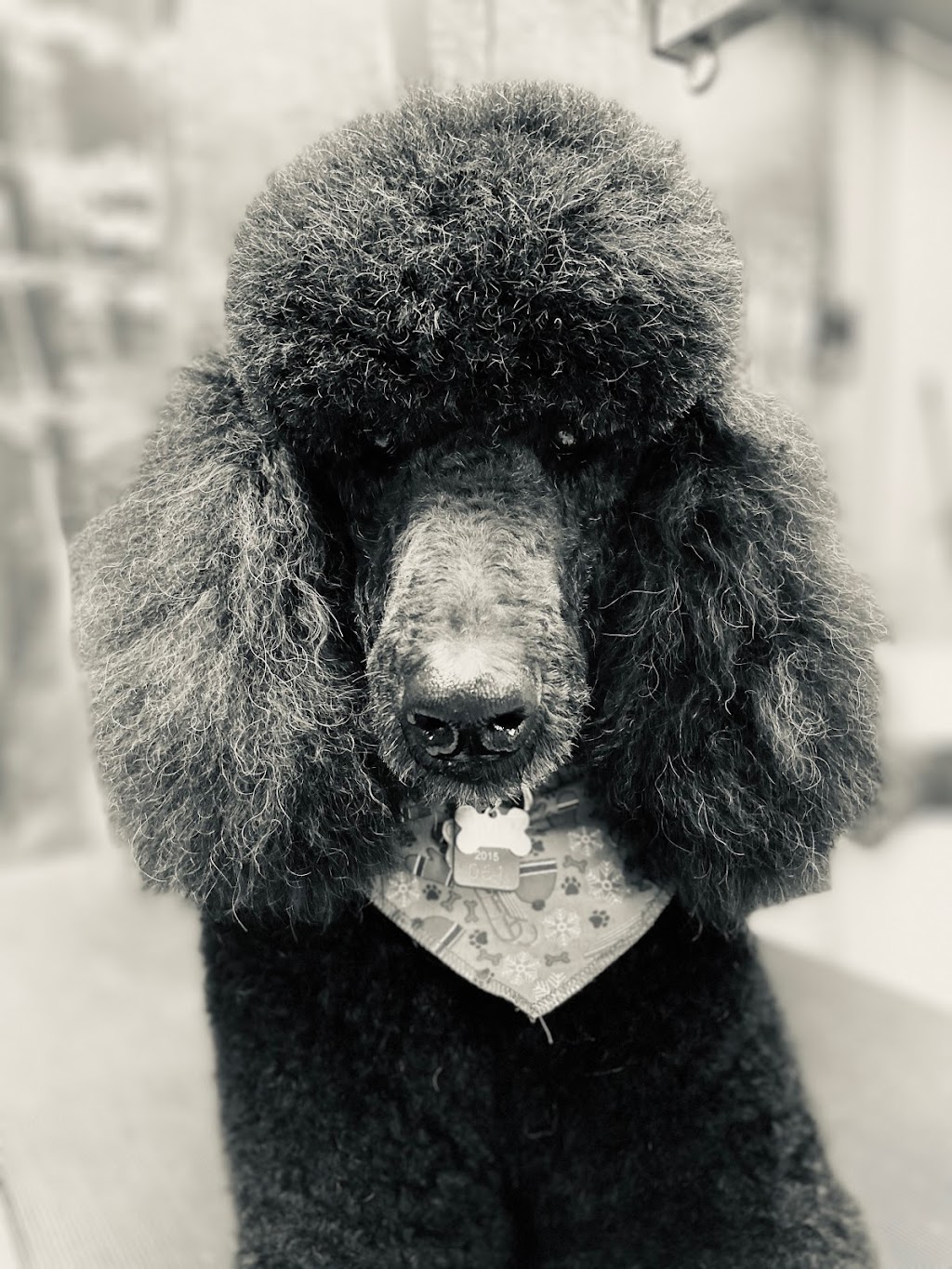 Toilettage canin Au Poil Fou | 1248 Chem. du Fleuve, Les Cèdres, QC J7T 1C3, Canada | Phone: (514) 515-3923