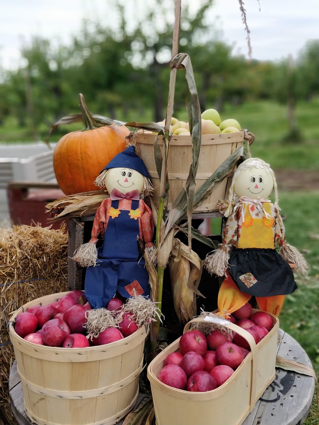 Applevale Orchards | 5144 Derry Rd, Burlington, ON L7M 0R6, Canada | Phone: (647) 988-1753