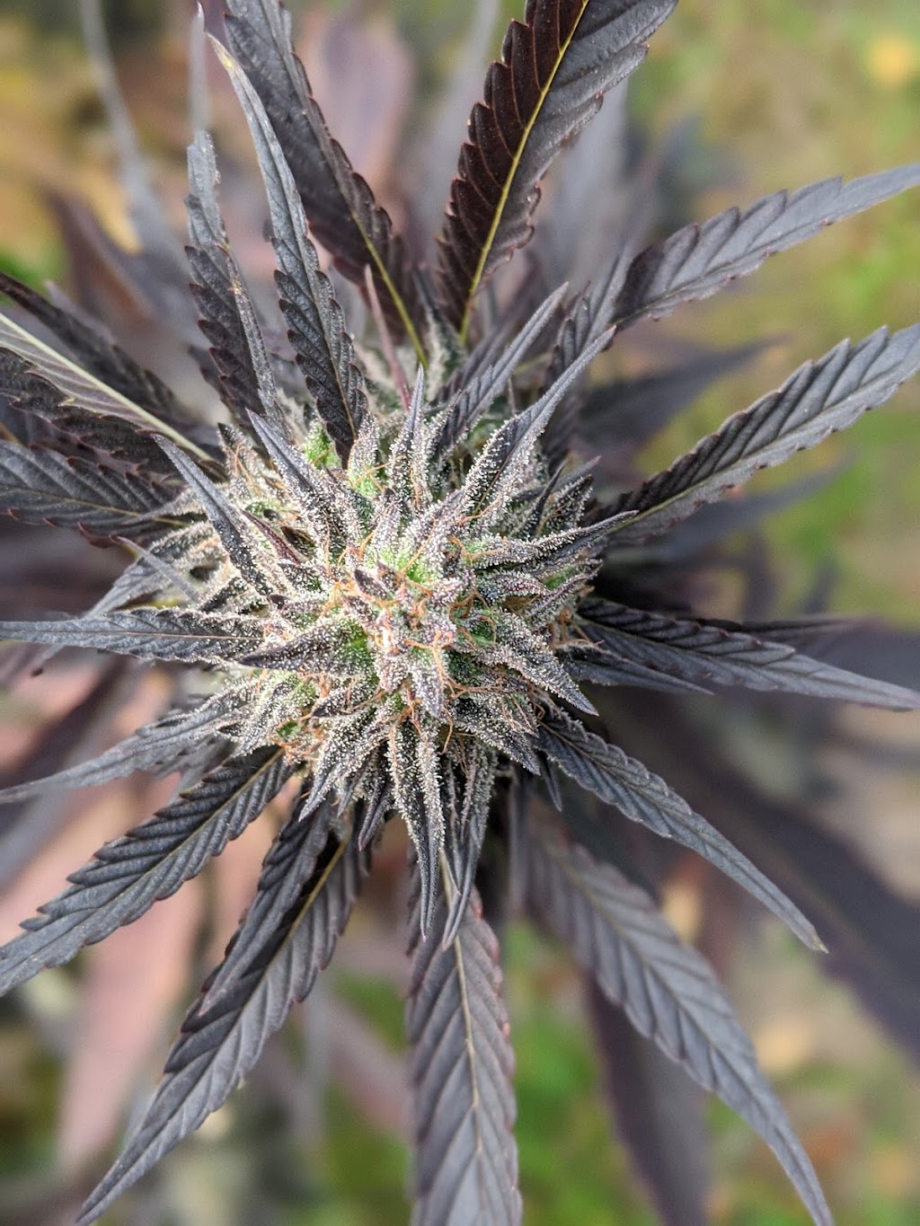 Cultivator Magazine | #1532, Upper Coverdale, NB E1J 1X7, Canada | Phone: (506) 863-4462