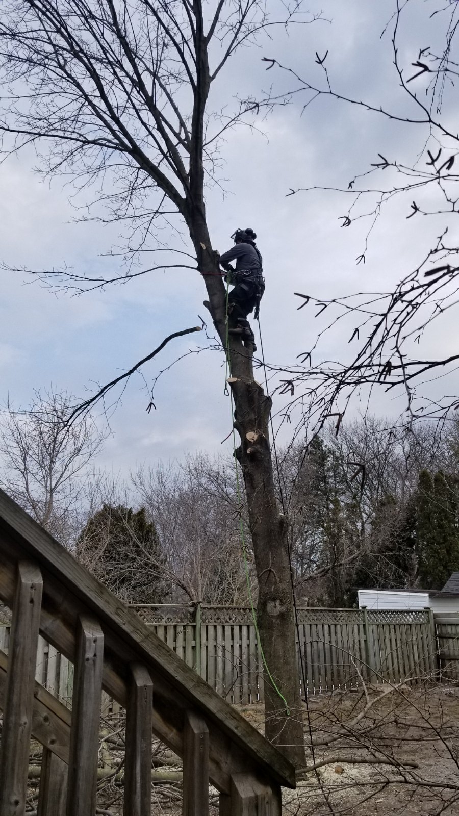 Skelton tree services | 239 Fitch St, Welland, ON L3C 4W3, Canada | Phone: (289) 501-7032