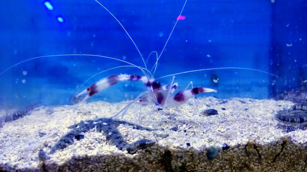 Canada Corals Inc. | 931 Brunette Ave, Coquitlam, BC V3K 6T5, Canada | Phone: (236) 313-3474