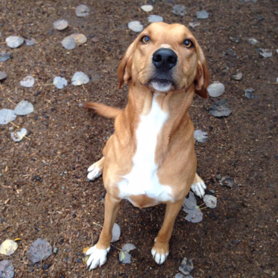 Pacific Northwest Kennels | 24243 0 Ave, Langley Twp, BC V2Z 2Y9, Canada | Phone: (604) 510-3618
