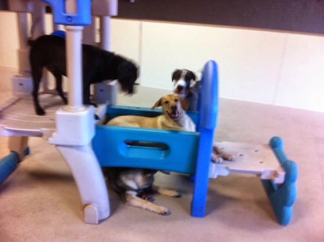 Animal Hospital of Chesterfield | 32179 23 Mile Rd, Chesterfield, MI 48047, USA | Phone: (586) 725-7900