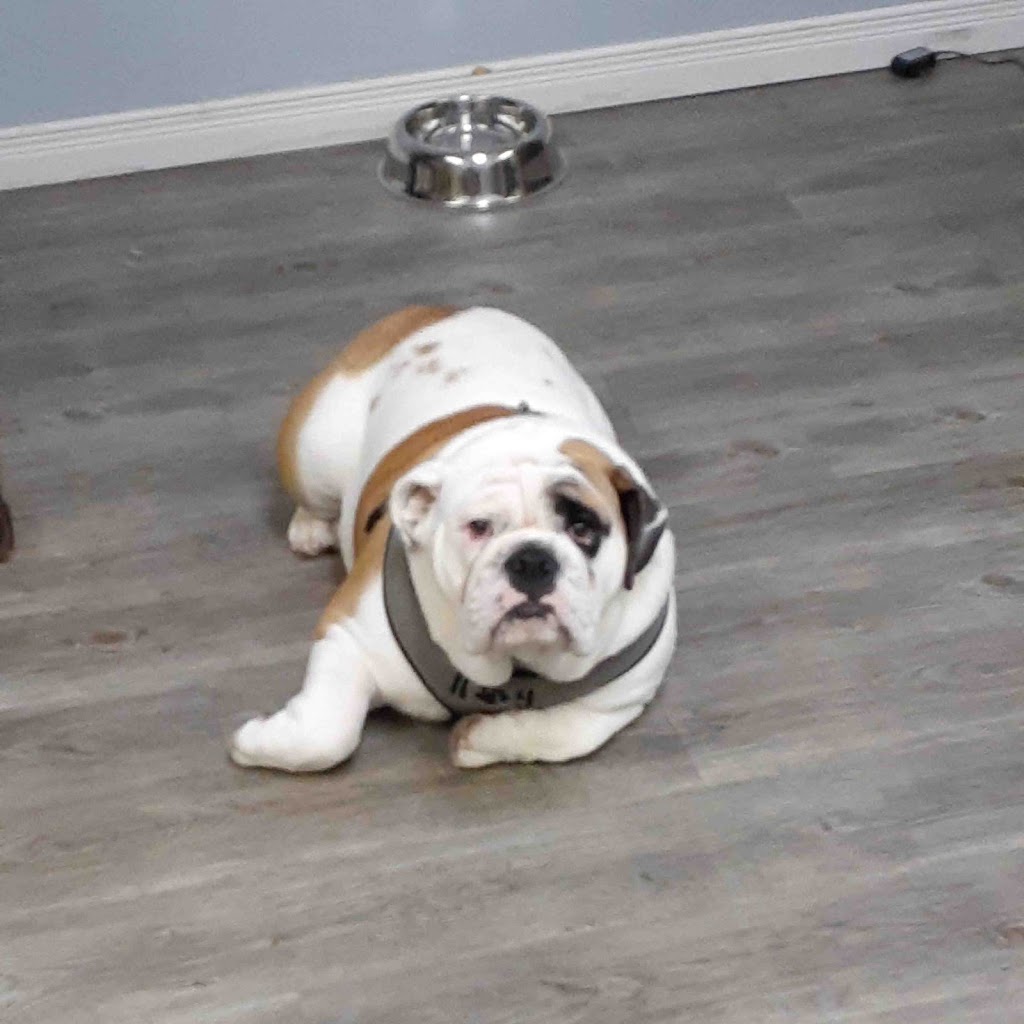 Pampered Paws | 244 Killaly St W, Port Colborne, ON L3K 6A6, Canada | Phone: (289) 690-5699