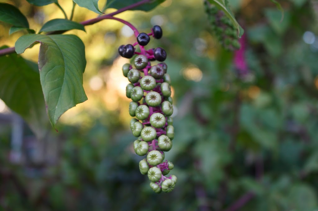 Old Willow Green Community Garden | Cherry St, Kitchener, ON N2G, Canada | Phone: (519) 742-3248