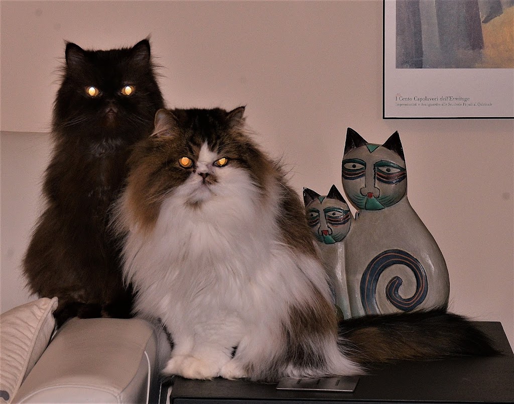 Queen Street Veterinary Services | 1004 Queen St, Kincardine, ON N2Z 1E3, Canada | Phone: (519) 396-3647