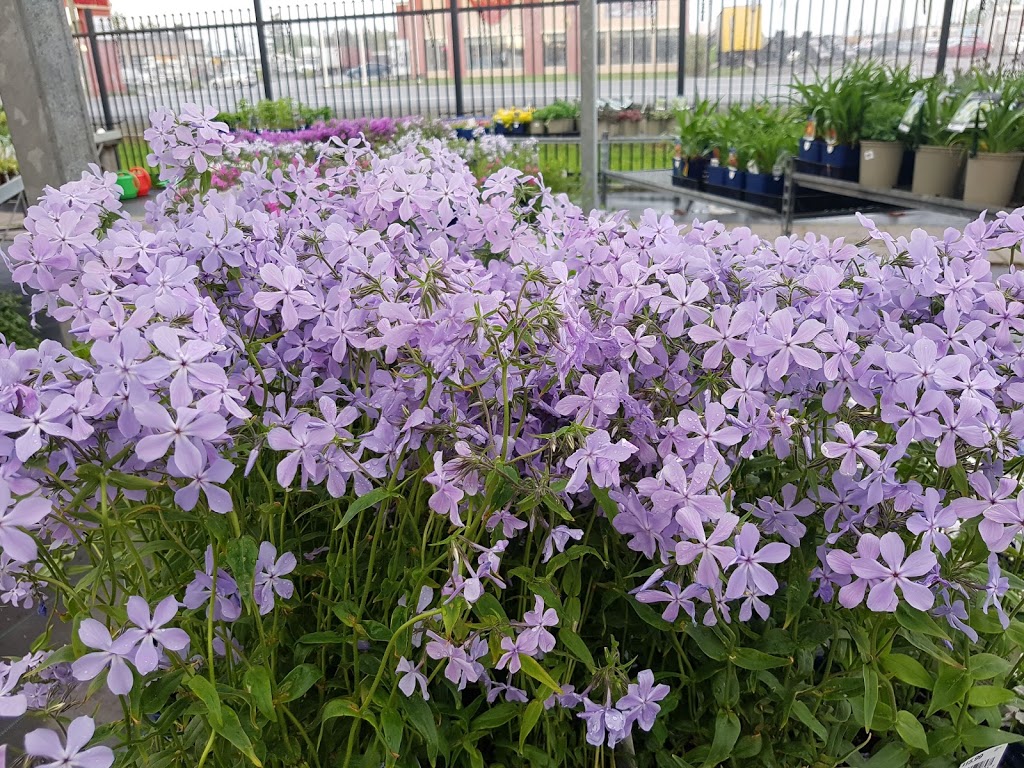 Peter Knippel Nursery & Garden Centre Inc | 4590 Bank St, Gloucester, ON K1T 3W6, Canada | Phone: (613) 822-0383
