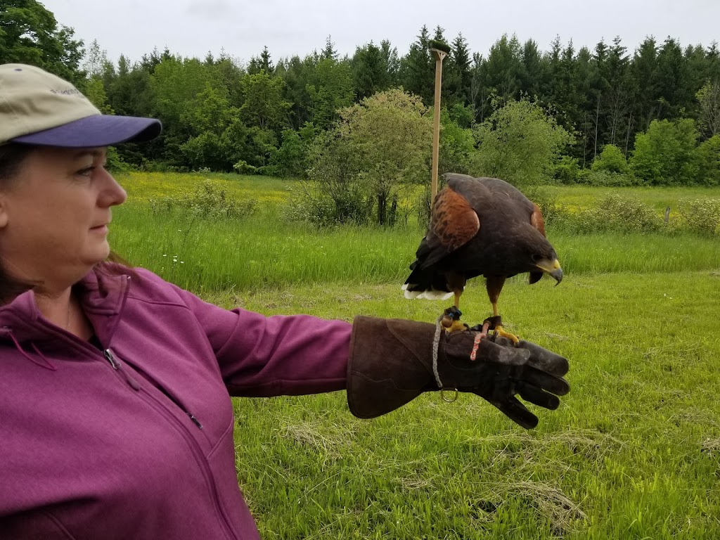 Hawkeye Bird and Animal Control & Falconry Experience Acton | 5048 erin, 1 Line, Acton, ON L7J 2L9, Canada | Phone: (416) 429-5393