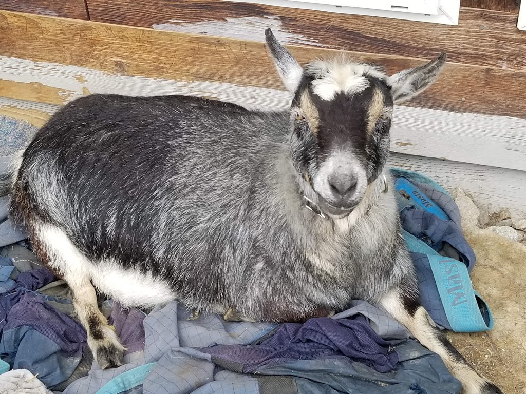 Farm Ventures | 713 Sullivan Rd, Roberts Creek, BC V0N 2W6, Canada | Phone: (604) 993-0334