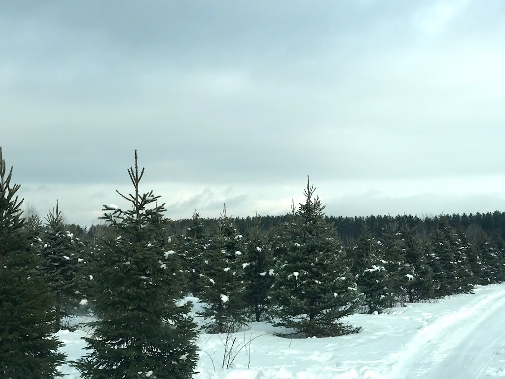 Desroches Tree Farm | 334 Macavalley Rd, Tiny, ON L9M 1R2, Canada | Phone: (705) 549-2271