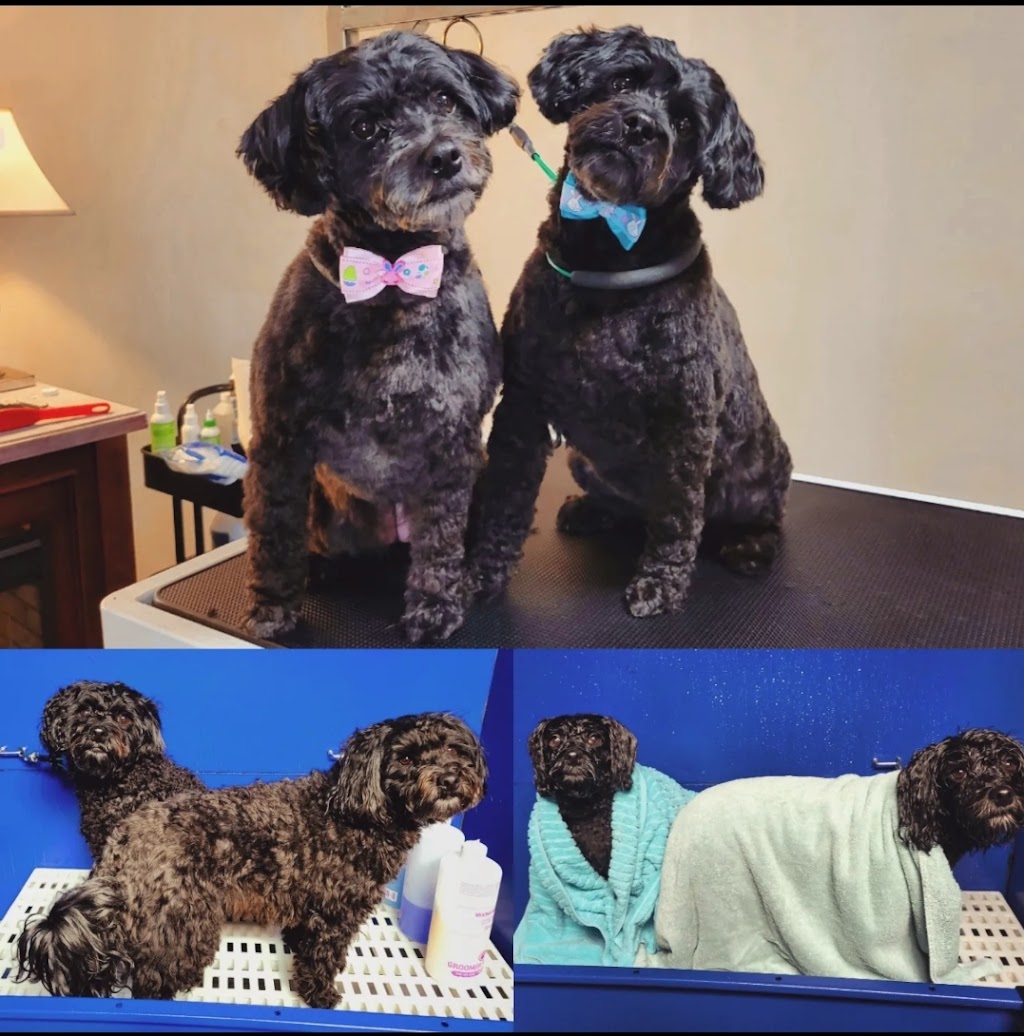 Bark Rinse Repeat | 1844 Mountain Rd, Moncton, NB E1G 1A9, Canada | Phone: (506) 295-7415