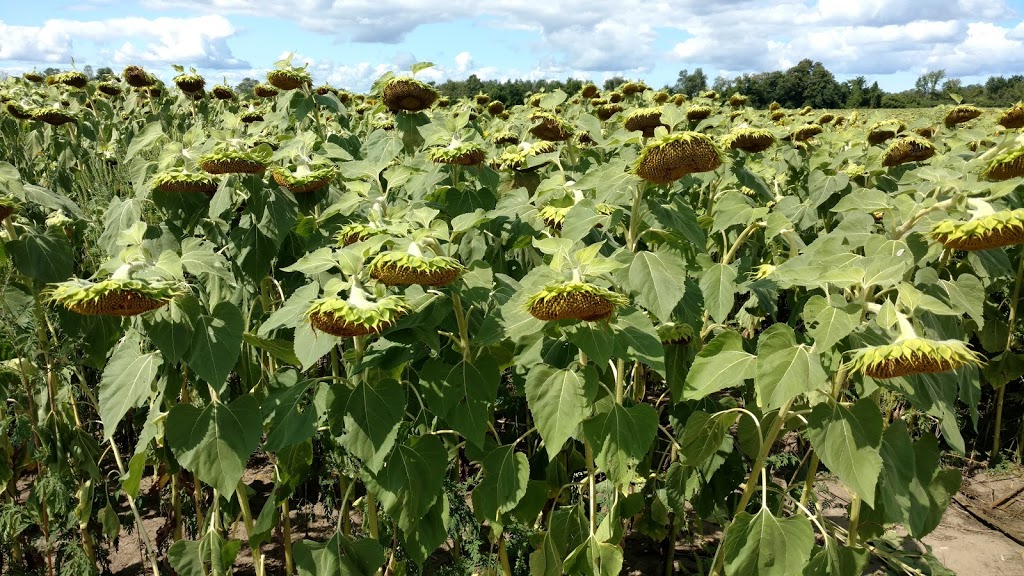 Edwards Farm Store | 1574 9 Line, Innisfil, ON L9S 3Z1, Canada | Phone: (705) 436-2749