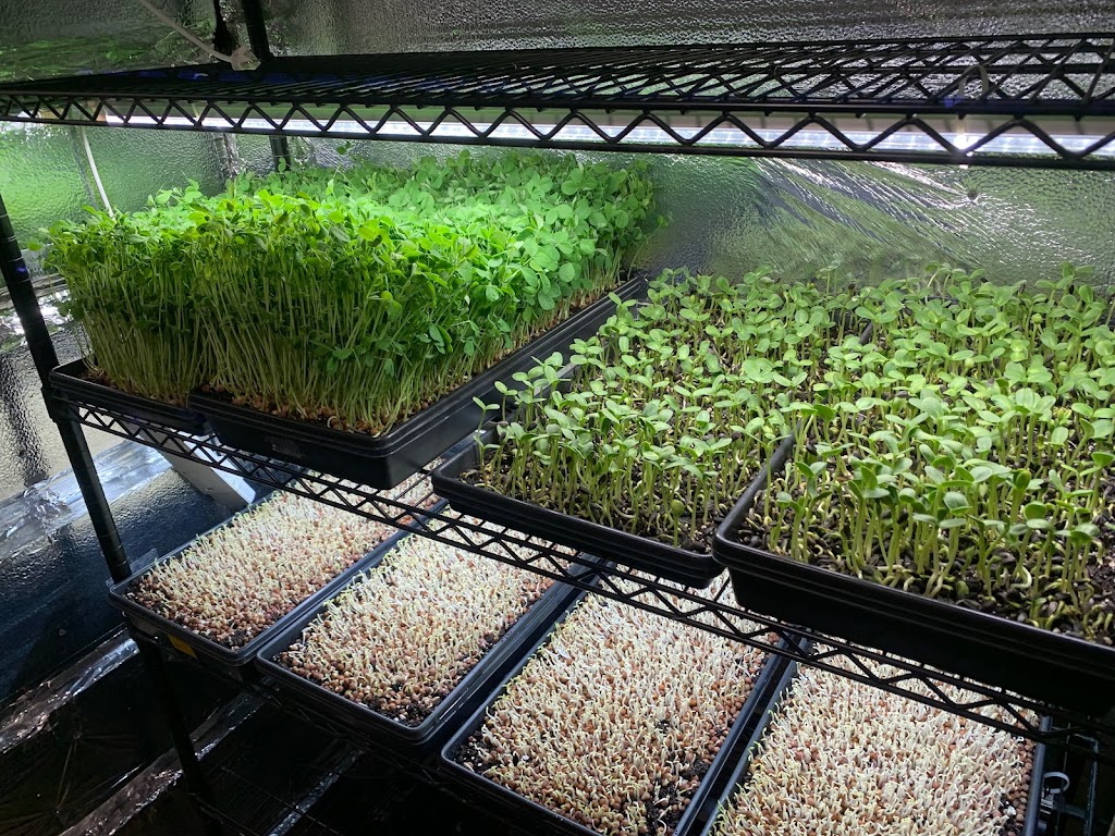 Seriously Green Farms | 2 glen ave, St. Catharines, ON L2S 1L1, Canada | Phone: (416) 807-8377