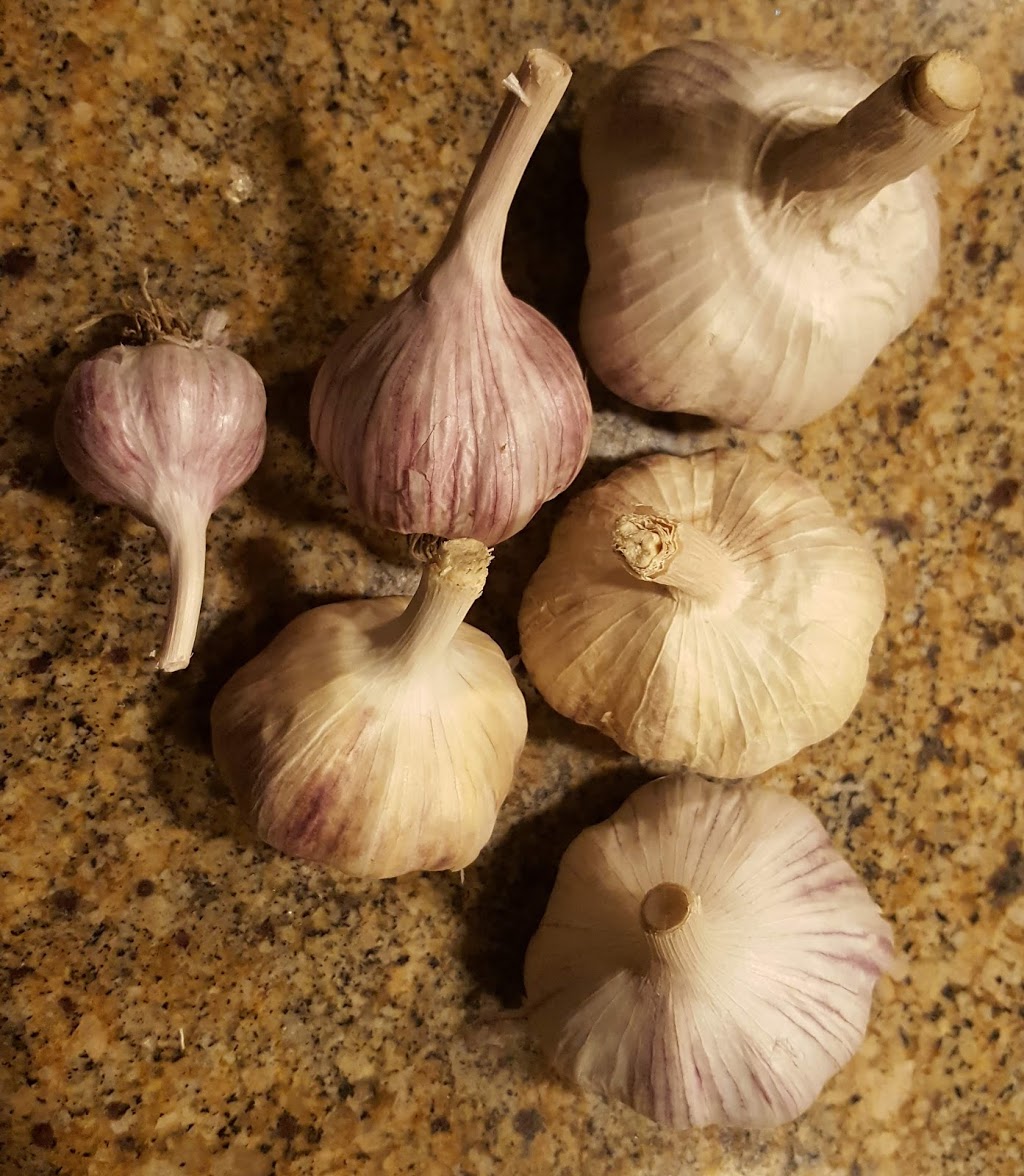 Durant Gourmet Garlic | 7272 L & a Rd, Vernon, BC V1B 3S8, Canada