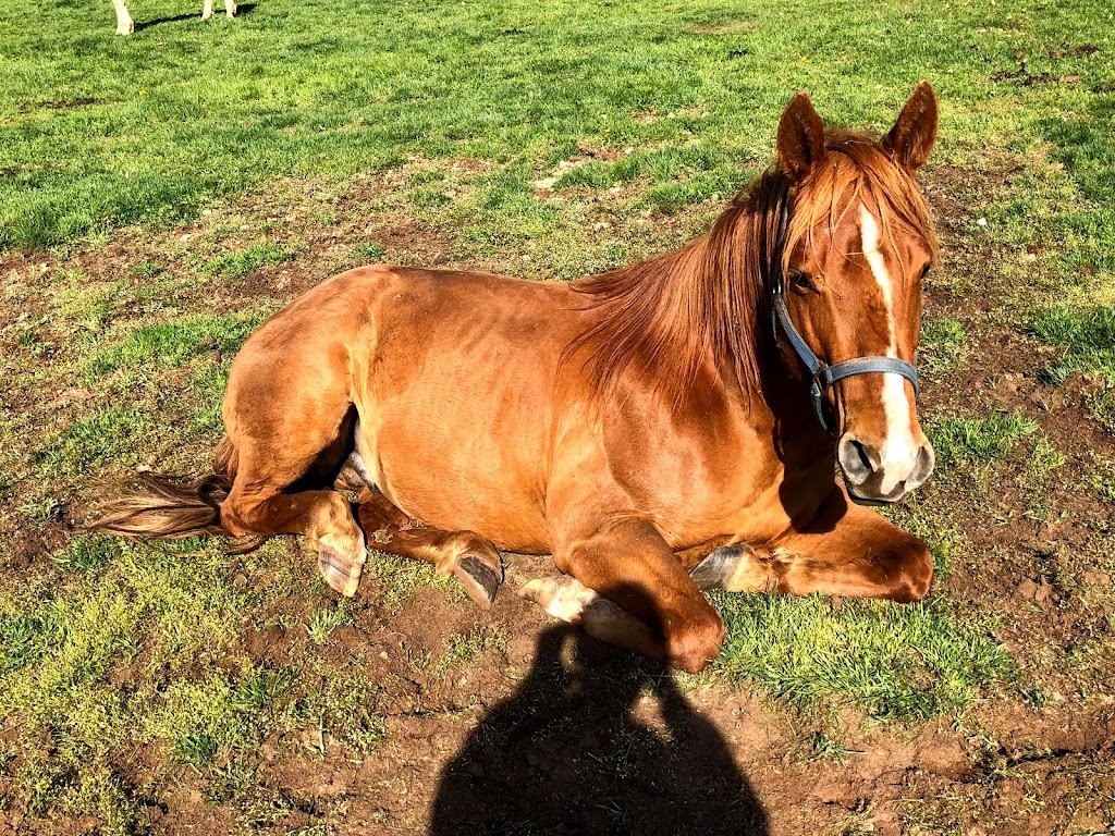 BRUDENELL RIDING STABLES | 235 Brudenell Island Blvd, Cardigan, PE C0A 1G0, Canada | Phone: (902) 652-2396