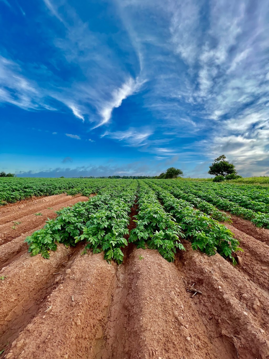 PEI Potato Blossom Festival Inc | OLeary Rd #454, OLeary, PE C0B 1V0, Canada | Phone: (902) 726-3300