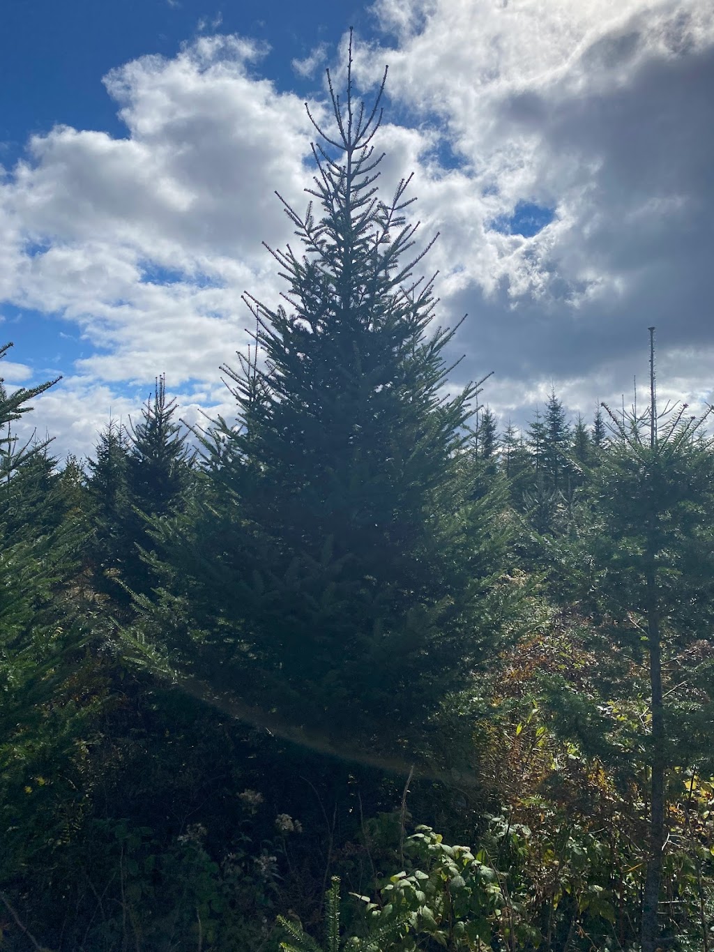 Sean Ashe Forestry | 1940 NS-211, Sherbrooke, NS B0J 3C0, Canada | Phone: (902) 318-0066
