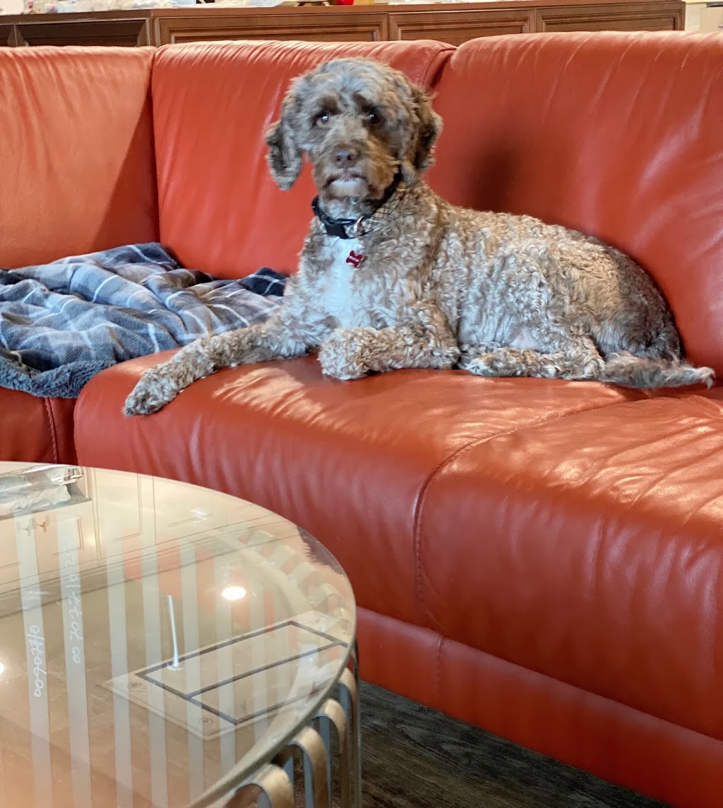 Dogs Life Sanctuary | 6233 14 Line, Alliston, ON L9R 1V4, Canada | Phone: (905) 334-2469
