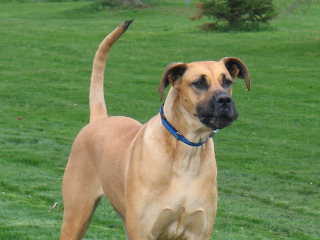 Rebeccas Home & Pet Services | 4284 No, 2 Side Rd, Burlington, ON L7M 0T3, Canada | Phone: (905) 537-0248