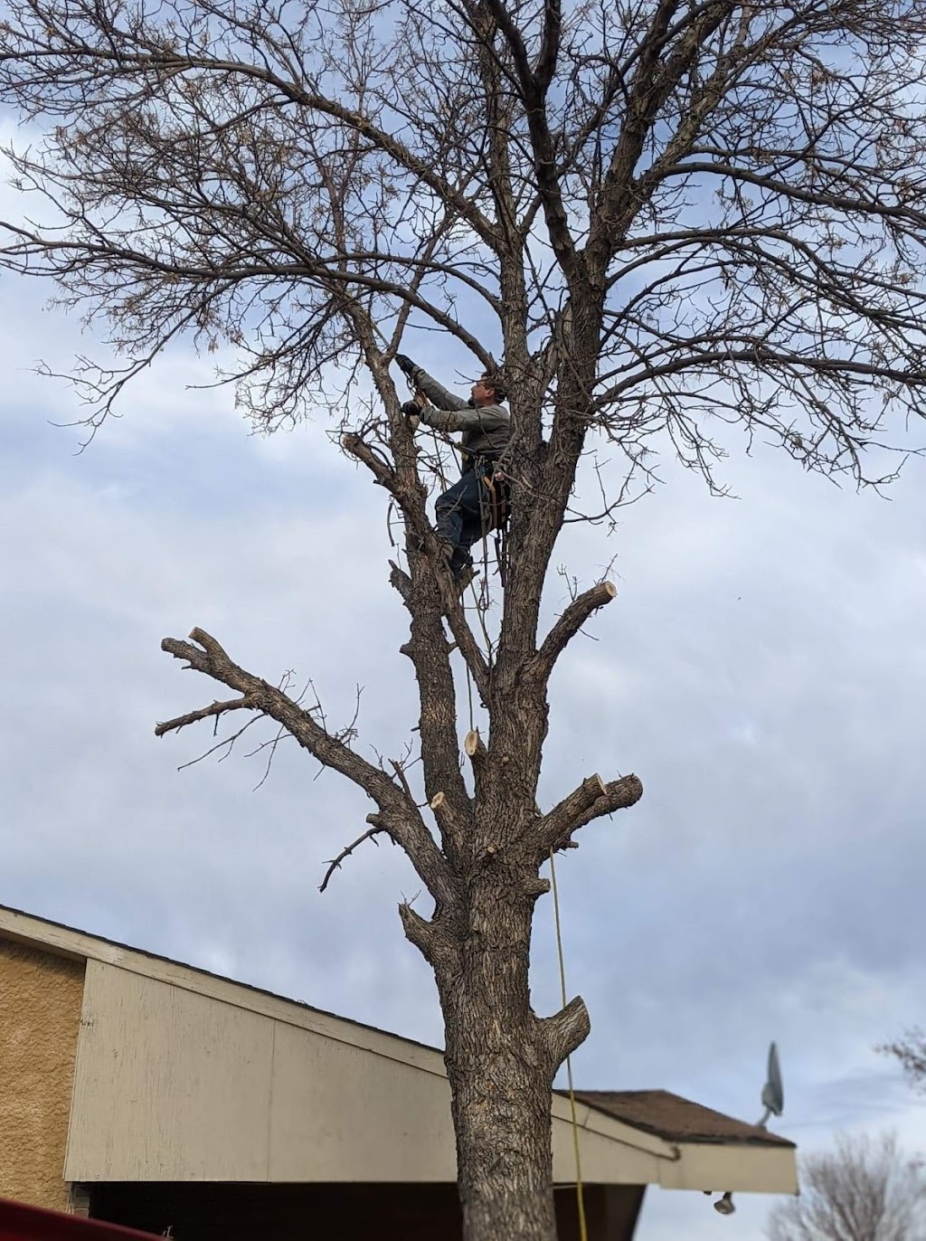 Horizon Tree Service | 1727 Loudoun Rd, Winnipeg, MB R3S 1A3, Canada | Phone: (204) 999-1706