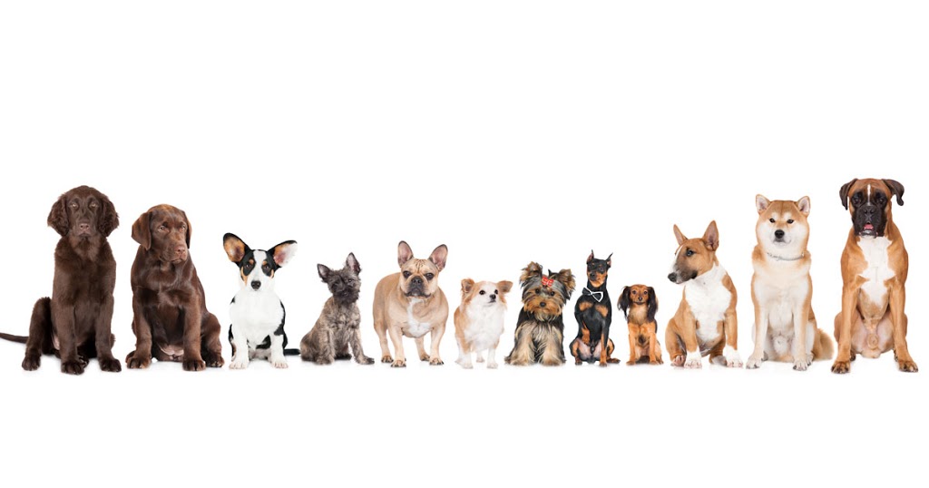 Centre Street Veterinary Clinic | #15, 6219 Centre St NW, Calgary, AB T2K 0V2, Canada | Phone: (403) 295-1554