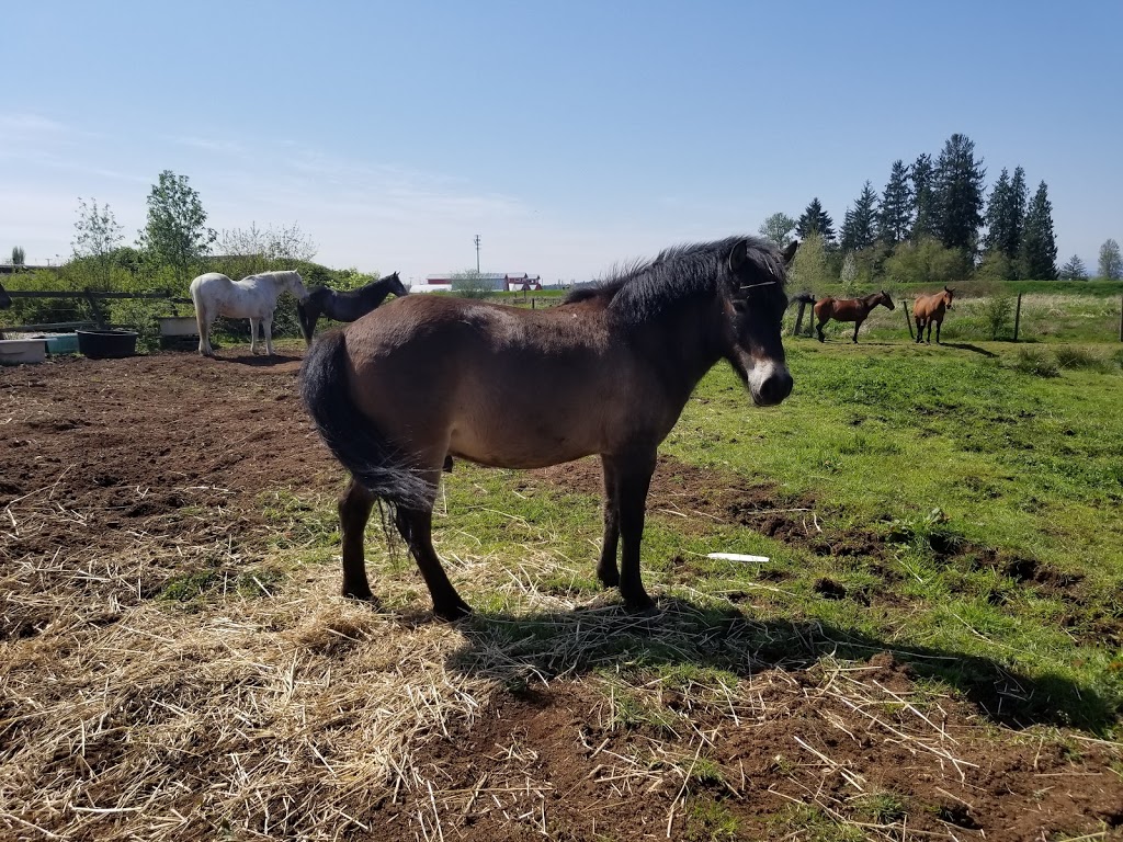 Pemberley Riding School | 21281 128 Ave, Maple Ridge, BC V4R 2N1, Canada | Phone: (604) 836-7522