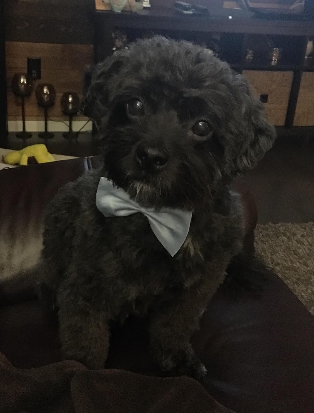 Aspen Animal Hospital | 333 Aspen Glen Landing SW #103, Calgary, AB T3H 0N6, Canada | Phone: (403) 217-0460