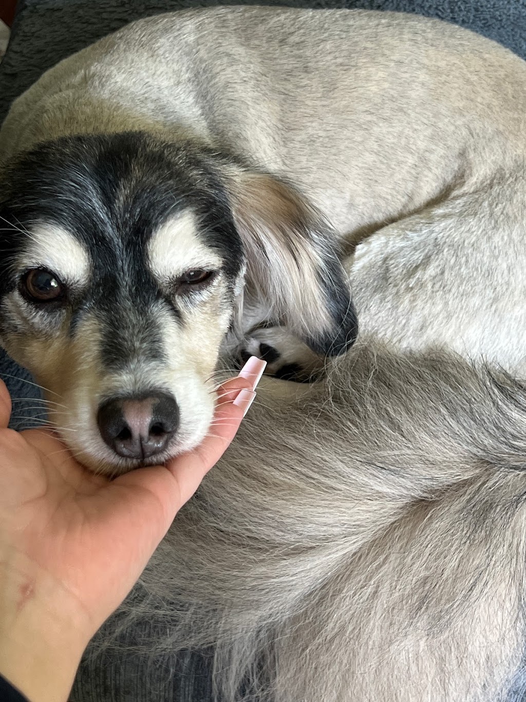 Amazing Pet Grooming | 383 Elgin St N Unit #1, Cambridge, ON N1R 8C1, Canada | Phone: (647) 368-7220