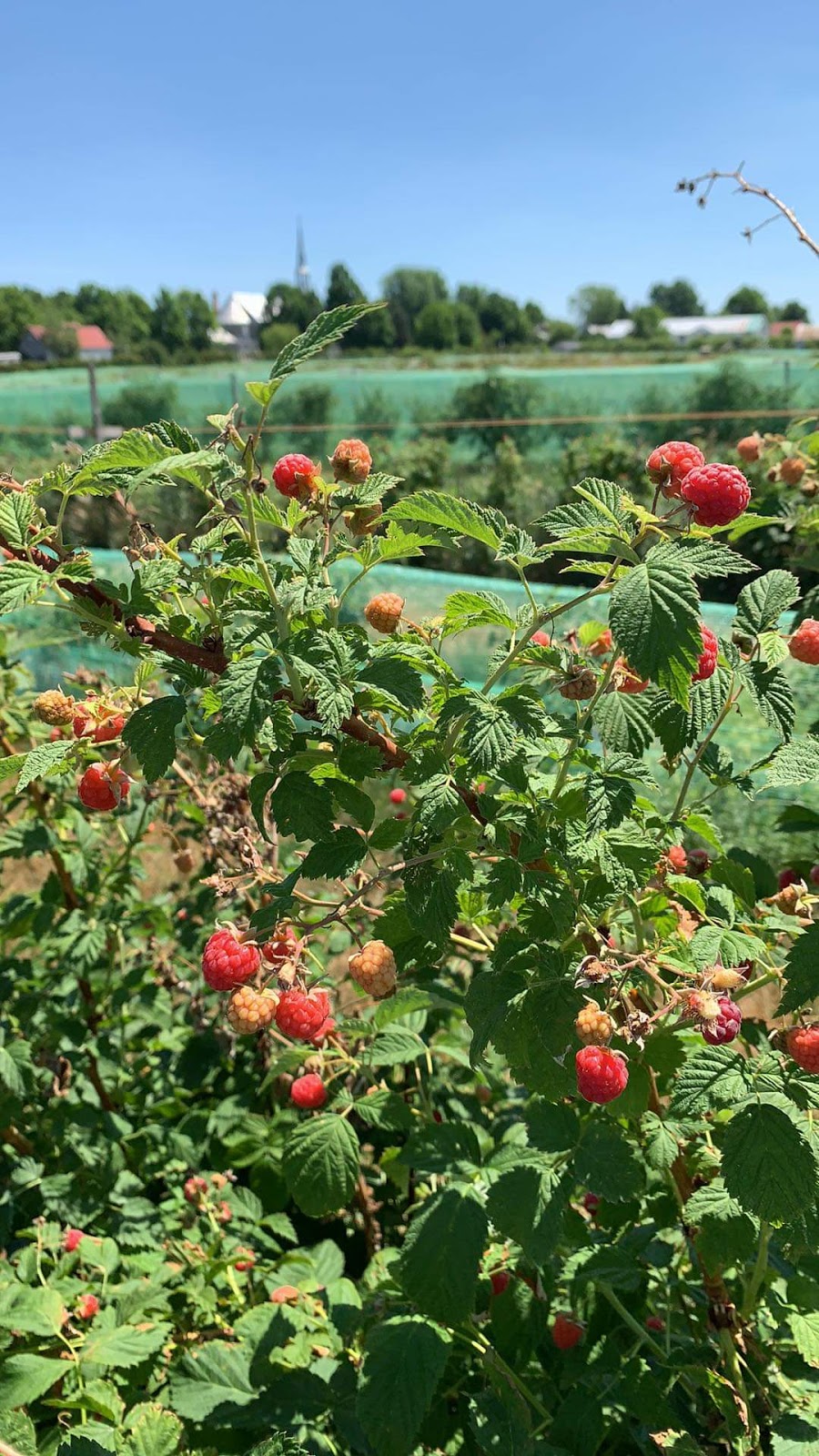 Les Petits fruits du Clocher | 307 Rue Principale, Sainte-Cécile-de-Milton, QC J0E 2C0, Canada | Phone: (450) 991-0898
