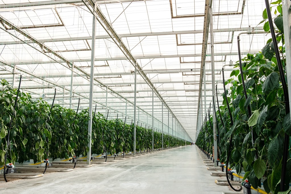 Under Sun Acres | 620, Mersea Rd 10, Staples, ON N0P 2J0, Canada | Phone: (519) 326-9567