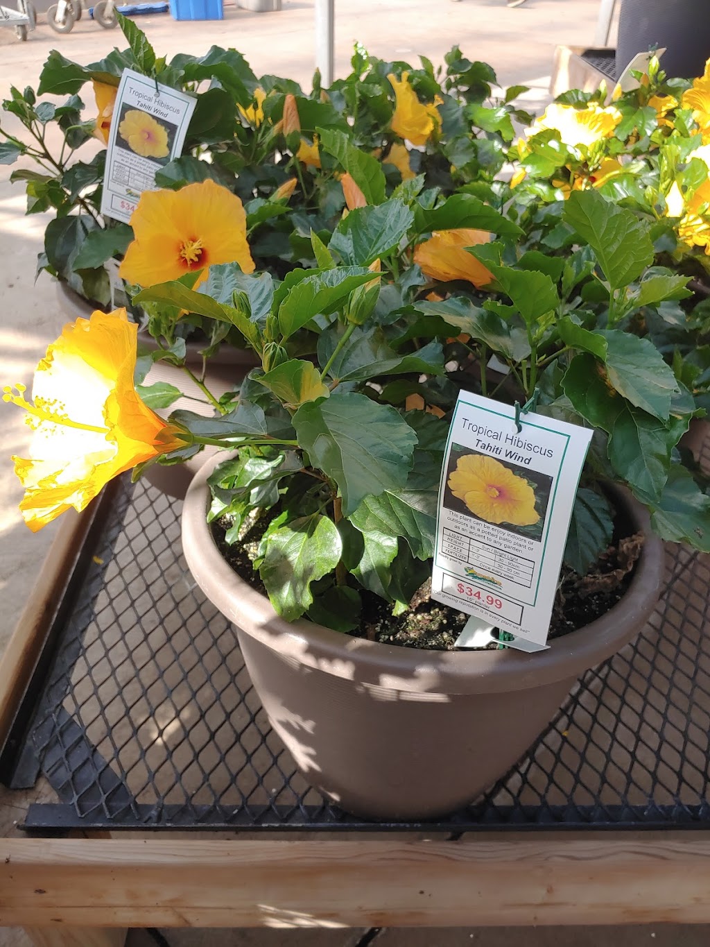 Sunrise Greenhouses Ltd | 3324 Second Ave, Vineland Station, ON L0R 2E0, Canada | Phone: (905) 562-3411