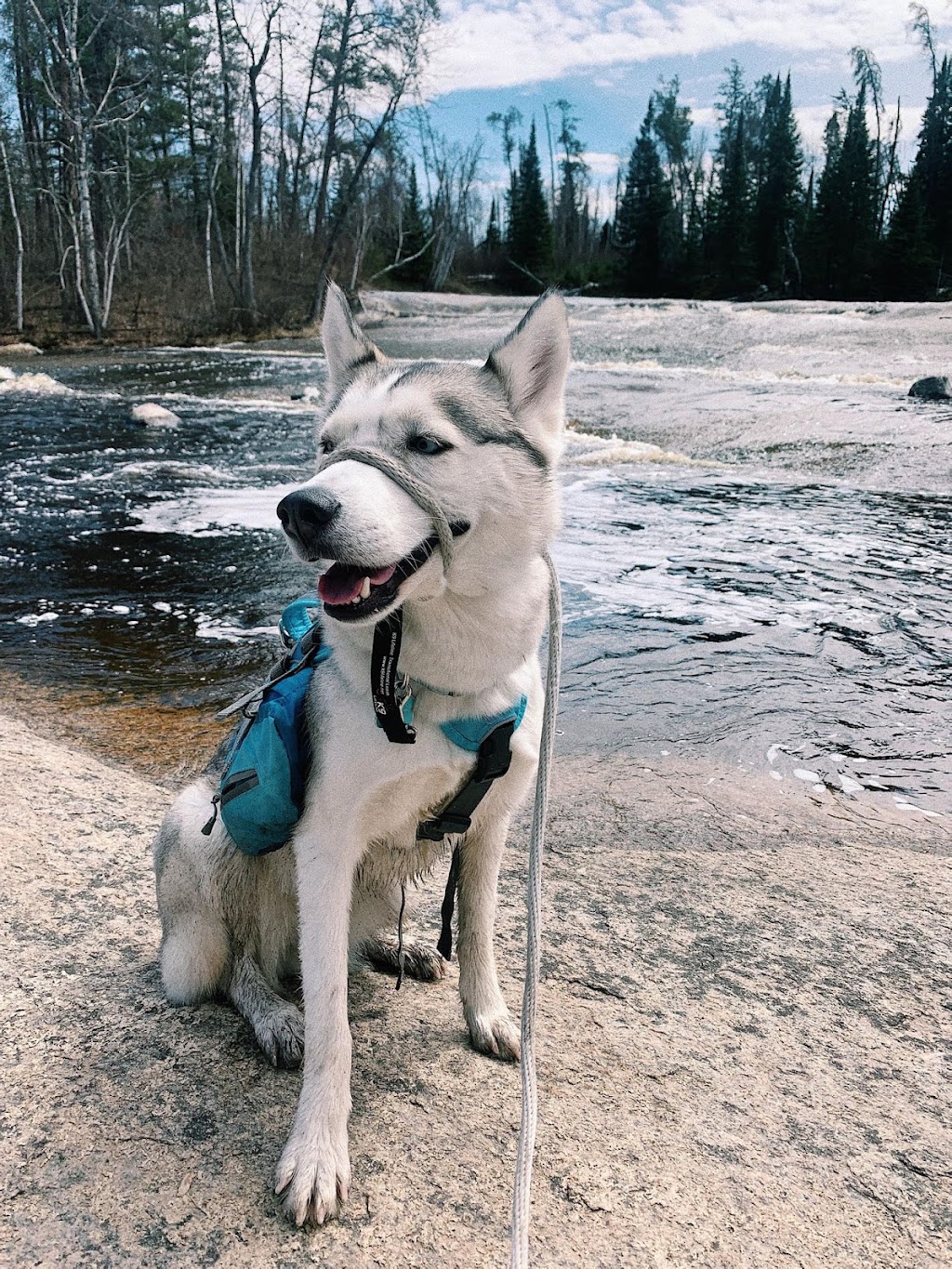 ALLAY Calm Canine | Wellink Dr, East Selkirk, MB R0E 0M0, Canada | Phone: (204) 485-5117