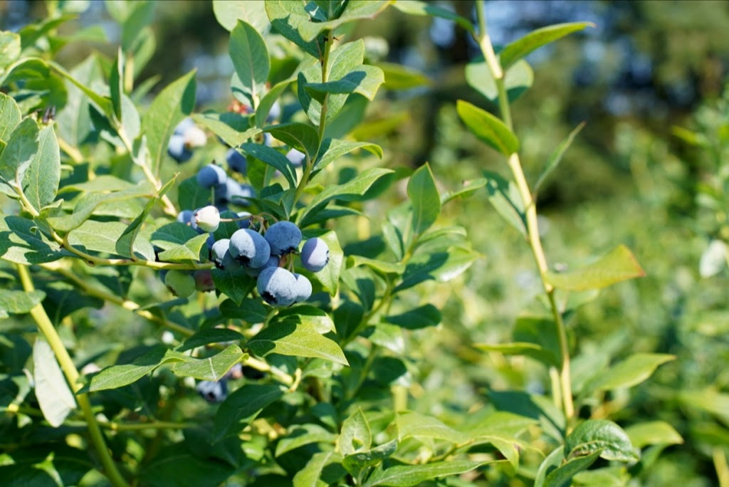 Doremi Blueberry Farm | 20006 Old Dewdney Trunk Rd, Pitt Meadows, BC V3Y 1Z1, Canada | Phone: (778) 886-9237
