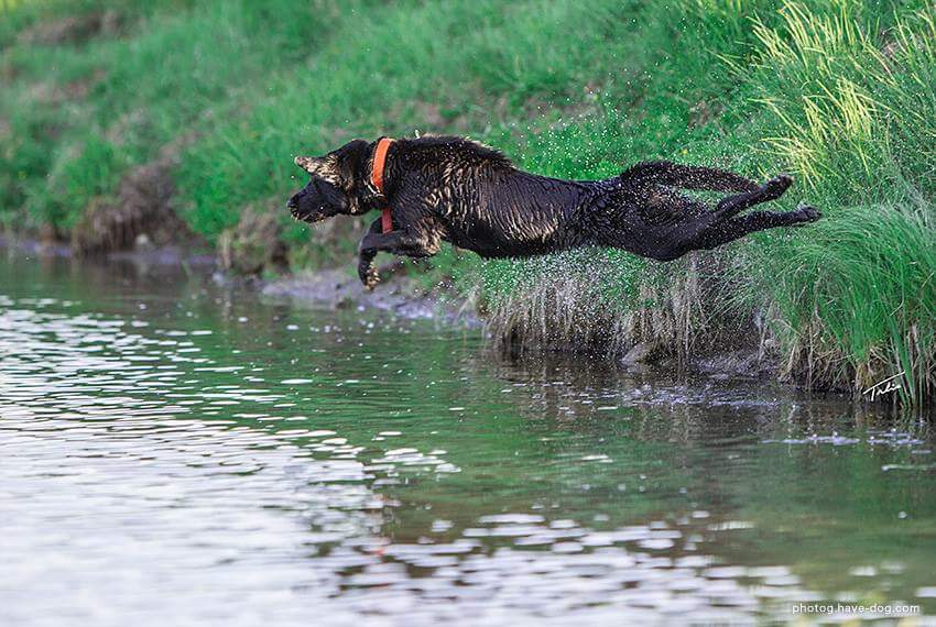 Ultimategundog | RR270, Cayley, AB T0L 0P0, Canada | Phone: (403) 422-4883