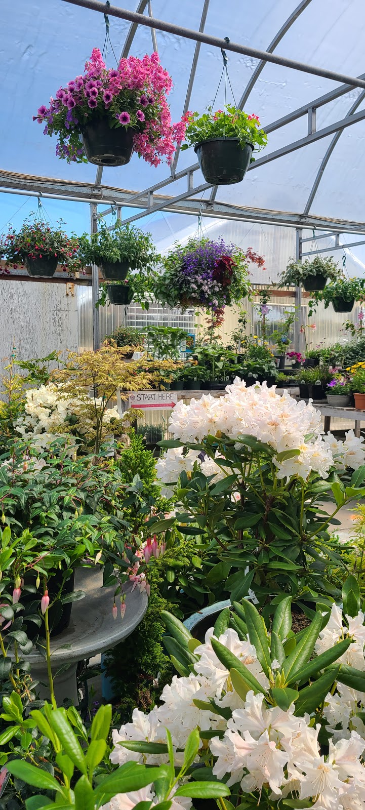 Anderton Nursery | 2012 Anderton Rd, Comox, BC V9M 4B1, Canada | Phone: (250) 339-4726
