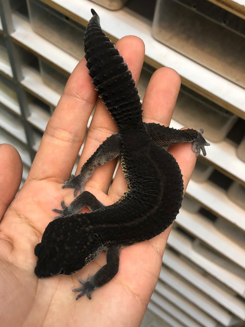 Reptile Mart | 550 Alden Rd unit 108, Markham, ON L3R 6A8, Canada | Phone: (647) 354-8848